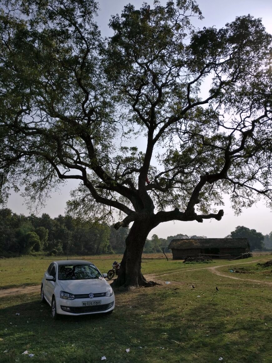 A tree, a car, a pause. â€” Bahraich, Uttar Pradesh