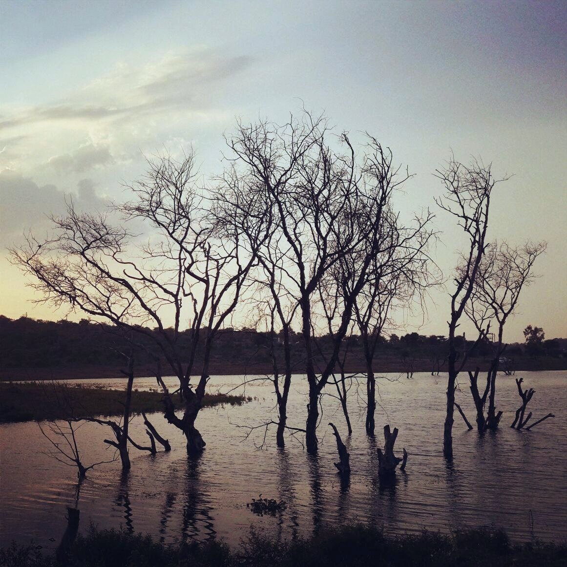 Drowned trees.